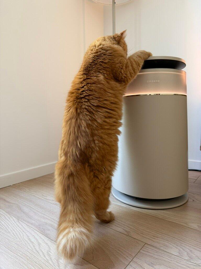 Avec deux chats